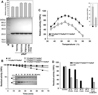 Enhancement of Activity and Thermostability of Keratinase From Pseudomonas aeruginosa CCTCC AB2013184 by Directed Evolution With Noncanonical Amino Acids